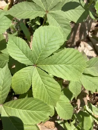 Ohio Buckeye (Aesculus glabra), foliage