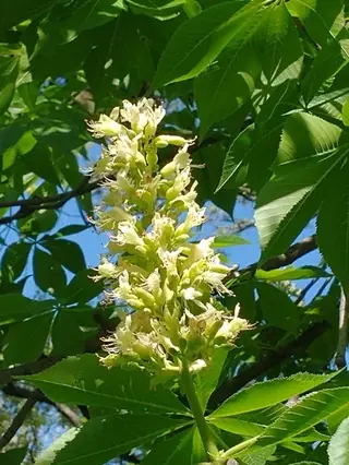 Ohio Buckeye (Aesculus glabra), mature form