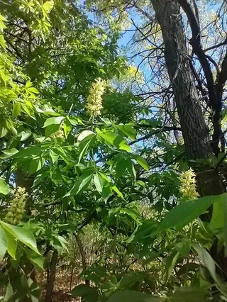 Buckeye/Horsechestnut, Ohio Buckeye