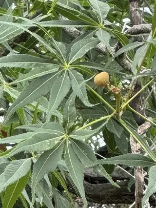 Buckeye/Horsechestnut, Texas Buckeye (Western Buckeye) (Aesculus glabra var. arguta), habit