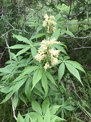 Buckeye/Horsechestnut, Texas Buckeye (Western Buckeye) (Aesculus glabra var. arguta), bloom