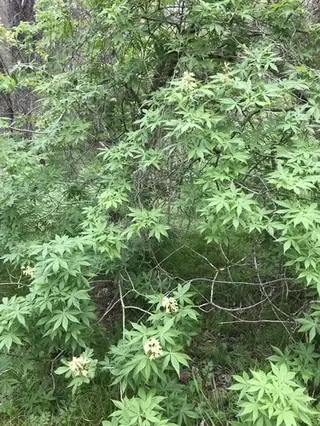 Buckeye/Horsechestnut, Texas Buckeye (Western Buckeye) (Aesculus glabra var. arguta), mature form