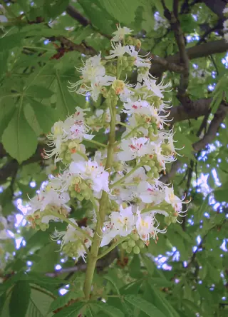 Common Horsechestnut (Aesculus hippocastanum), fall color