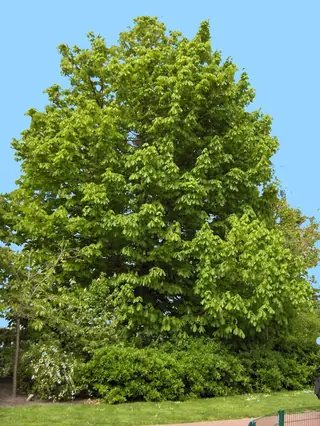Buckeye/Horsechestnut, Common Horsechestnut