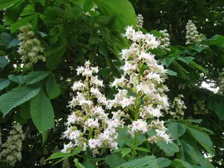 Common Horsechestnut (Aesculus hippocastanum), bloom