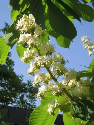 Common Horsechestnut (Aesculus hippocastanum), habit