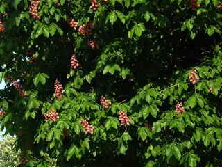 Buckeye/Horsechestnut, 'Briotti', 'Fort McNair'