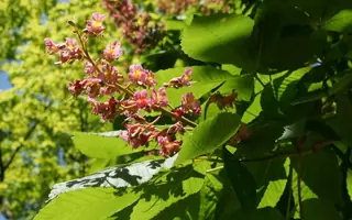 Buckeye (Aesculus x carnea), fall color