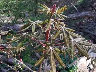 Buckeye (Aesculus x carnea), foliage