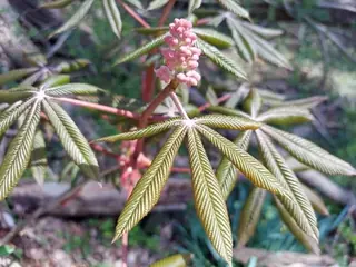 Buckeye (Aesculus x carnea), mature form