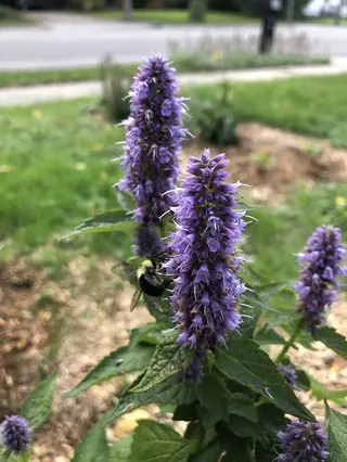 Anise Hyssop (Agastache foeniculum), bloom
