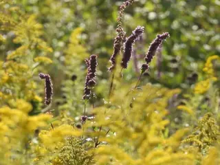 Anise Hyssop (Agastache foeniculum), foliage