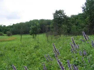 Anise Hyssop (Agastache foeniculum), mature form
