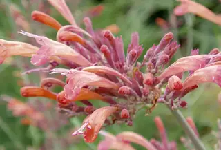 Sunset Hyssop (Agastache rupestris), foliage