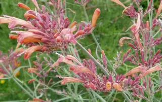 Sunset Hyssop (Agastache rupestris), mature form