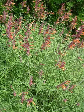 Sunset Hyssop
