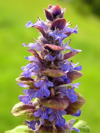 Carpet bugle (Ajuga reptans), foliage