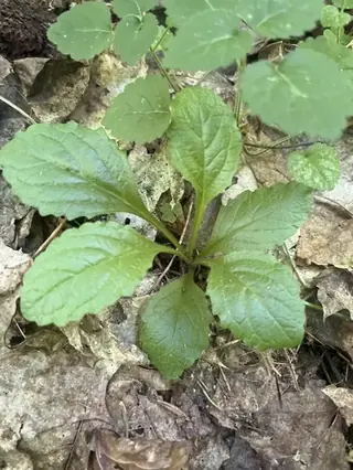 Carpet bugle (Ajuga reptans), mature form