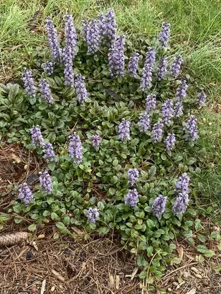 Carpet bugle