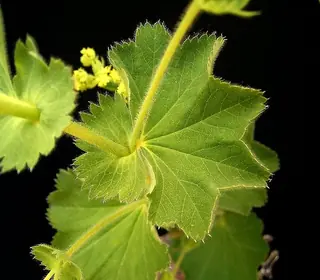 Lady’s mantle (Alchemilla mollis), fall color