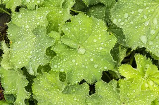Lady’s mantle (Alchemilla mollis), bloom