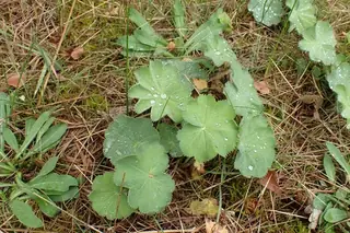 Lady’s mantle (Alchemilla mollis), foliage
