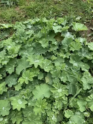 Lady’s mantle