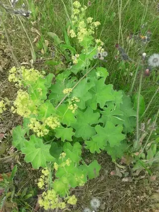 Lady’s mantle (Alchemilla mollis), mature form