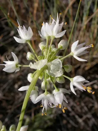 nodding onion (Allium cernuum), mature form