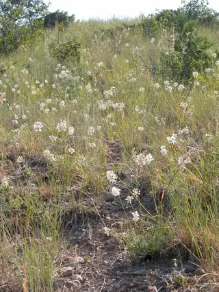 nodding onion (Allium cernuum), foliage