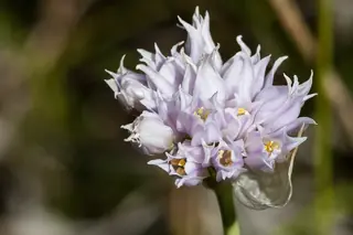 Geyer’s onion (Allium geyeri), mature form