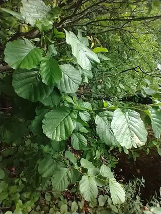 European Alder (Alnus glutinosa), fall color