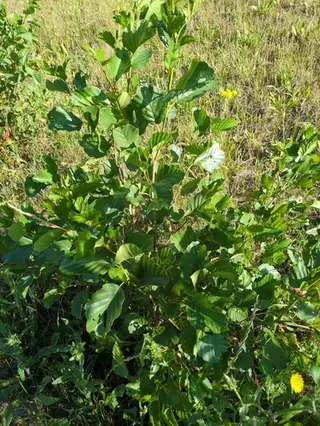 European Alder (Alnus glutinosa), foliage