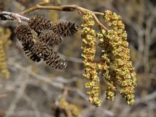 Alder, Thinleaf/Mountain