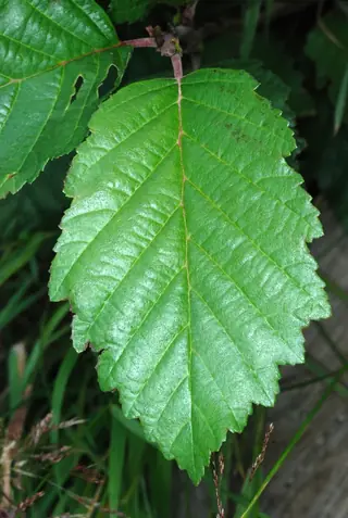 Alder, Thinleaf/Mountain (Alnus incana subsp. tenuifolia), mature form