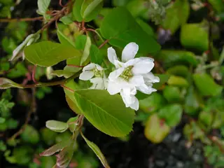 Saskatoon Serviceberry (Amelanchier alnifolia), bloom