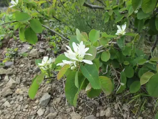 Saskatoon Serviceberry (Amelanchier alnifolia), mature form
