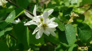 Saskatoon Serviceberry (Amelanchier alnifolia), habit