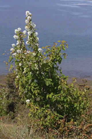 Serviceberry, Saskatoon