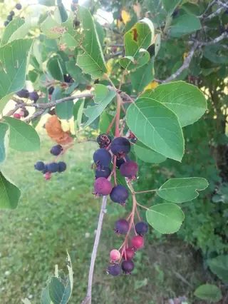 Shadblow Serviceberry (Amelanchier canadensis), bloom