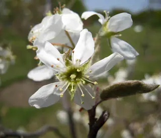 Shadblow Serviceberry (Amelanchier canadensis), habit