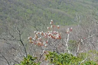 Serviceberry, Allegheny