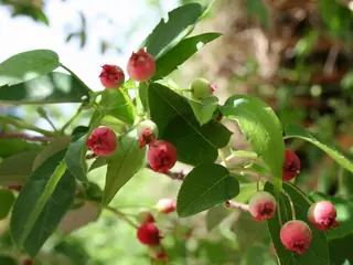 Allegheny Serviceberry (Amelanchier laevis), habit