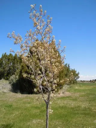 Utah serviceberry (Amelanchier utahensis), foliage