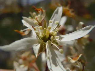 Utah serviceberry