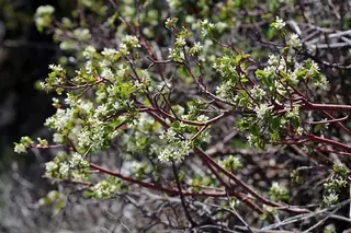 Utah serviceberry (Amelanchier utahensis), bloom