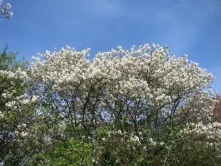 Serviceberry, 'Autumn Brilliance'