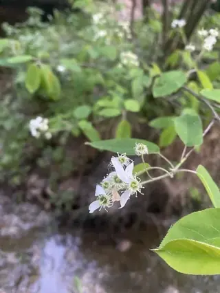 Serviceberry (Amelanchier x grandiflora), mature form