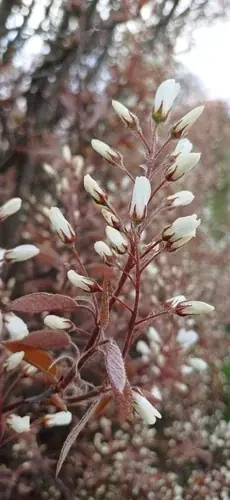 Serviceberry (Amelanchier x grandiflora), foliage