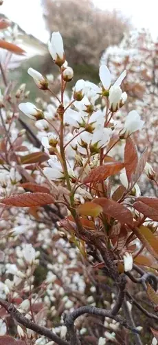 Serviceberry (Amelanchier x grandiflora), bloom